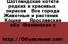 Шотландские котята редких и красивых  окрасов - Все города Животные и растения » Кошки   . Ярославская обл.,Фоминское с.